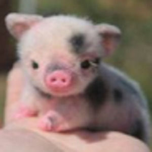 Meet your Posher, Jenna